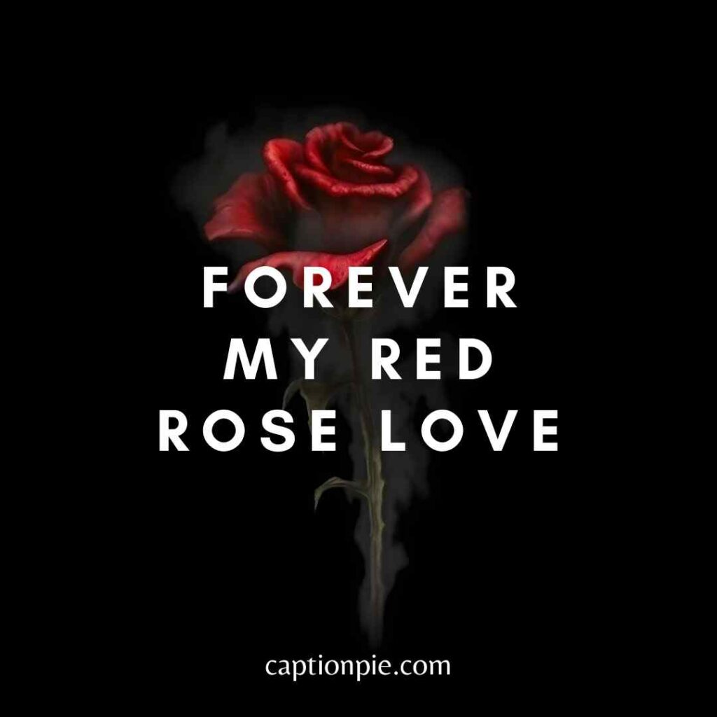 108-blooming-red-rose-captions-for-instagram