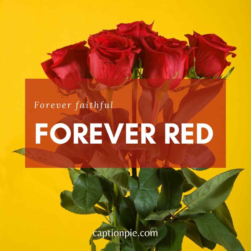 108-blooming-red-rose-captions-for-instagram