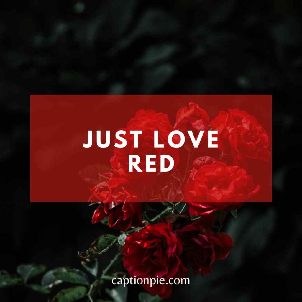 108-blooming-red-rose-captions-for-instagram